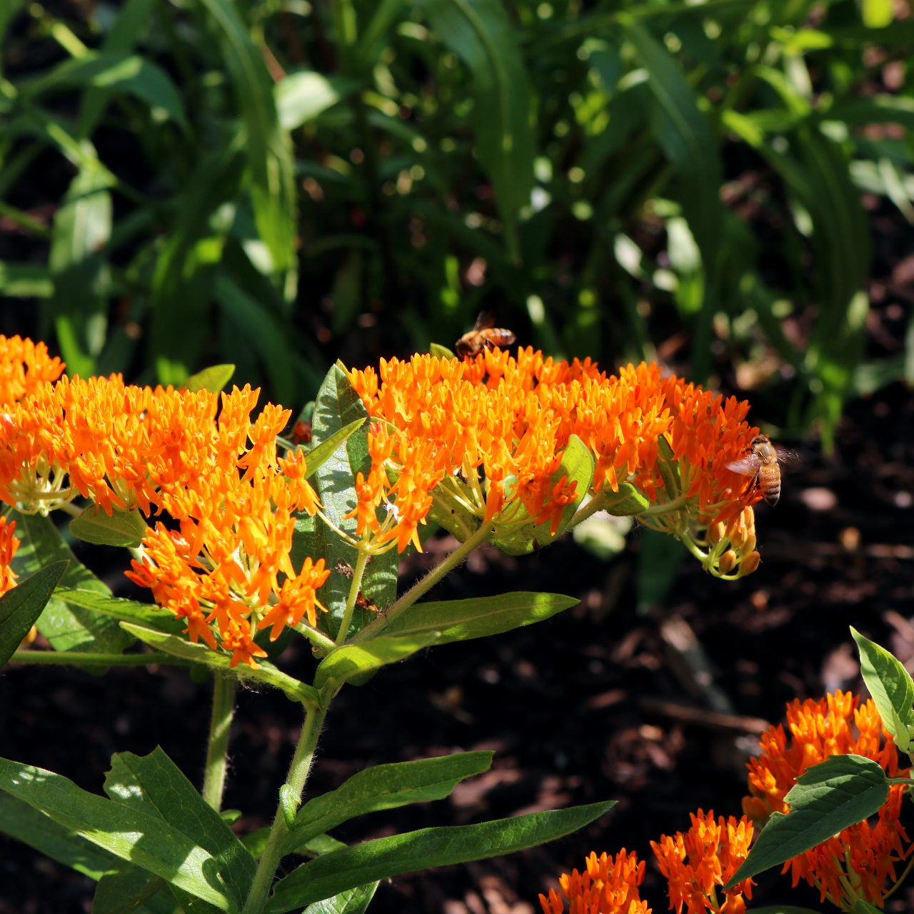 Two bees work together to pollinate.